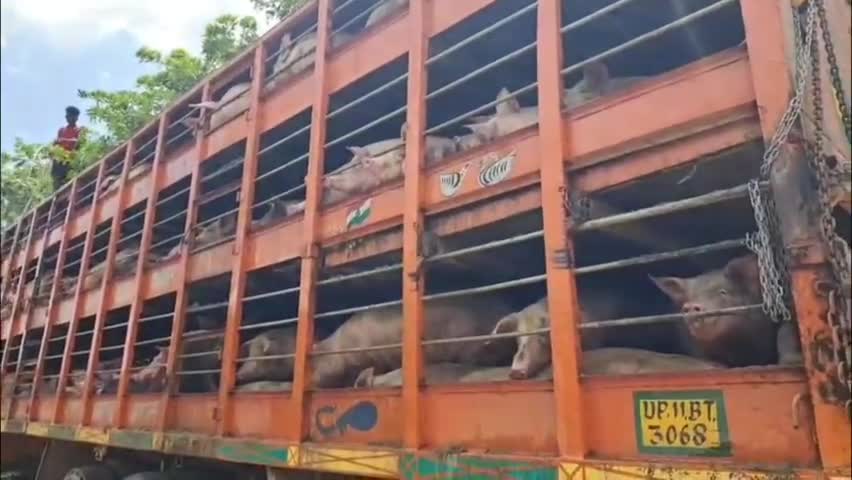 কোকৰাঝাৰ ভাগ: শ্ৰীৰামপুৰত বহিঃৰাজ্যৰ পৰা অনা ৪ খন গাহৰি ভৰ্তি ট্ৰাক জব্দ, এছ.অ.পিৰ নথি-পত্ৰ থকাৰ পাছতো জব্দ কৰাৰ অভিযোগ ব্যৱসায়ীসকলৰ