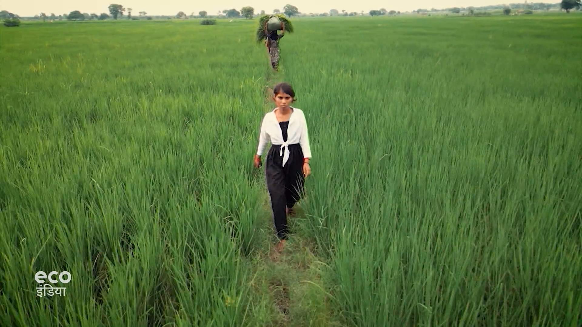 कैसे ग्रीन होने की ओर बढ़ रहे हैं भारत के गांव
