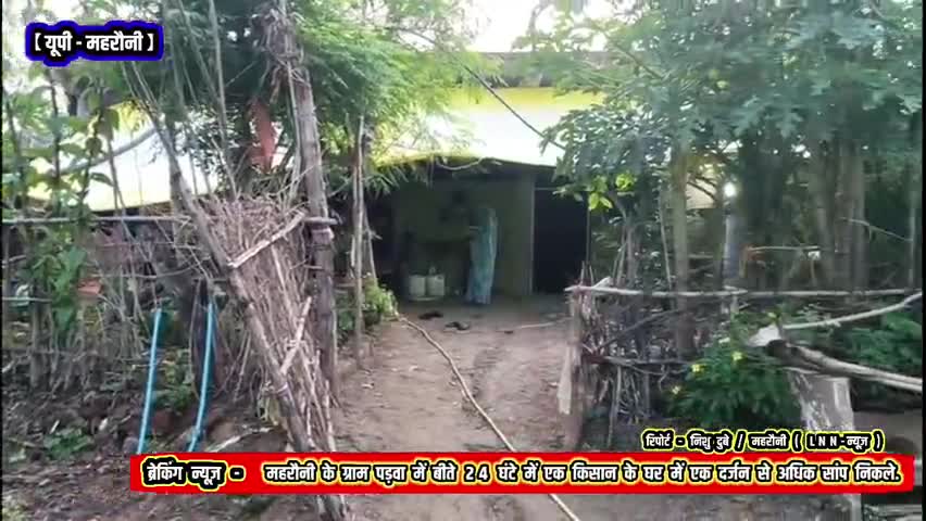 बीते 24 घंटे में किसान के घर में एक दर्जन से अधिक सर्प निकलने से गांव में हड़कंप मचा

#news#viral