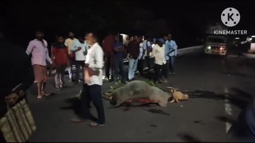 পুরুলিয়া ২: পুরুলিয়া বাঁকুড়া জাতীয় সড়কের গেঙ্গাড়া মোড়ে বাসের ধাক্কায় জখম ষাঁড়, চাঞ্চল্য