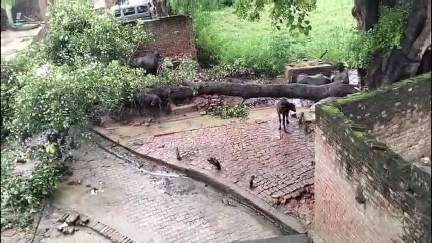 एटा: गांव वीरपुर में पीपल का पेड़ गिरने से विद्युत पोल हुआ क्षतिग्रस्त, विद्युत व्यवस्था हुई ठप