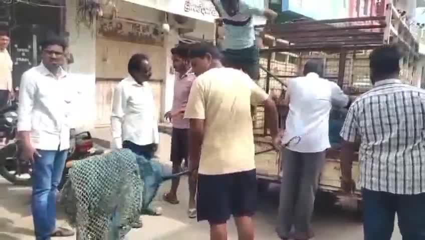 కోరుట్ల: మెట్పల్లిలోని పలు వార్డుల్లో వీధి కుక్కలను పట్టుకున్న స్వాతంత్ర ఎనిమల్ వెల్ఫేర్ ఆర్గనైజేషన్