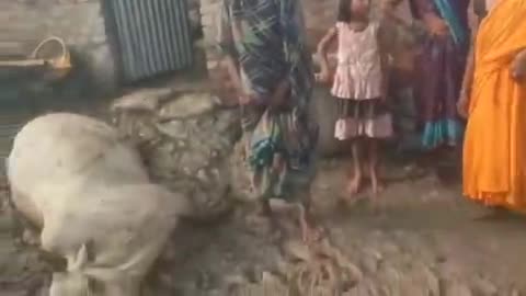 कोंच: रजौडा टोला हुलासगंज गांव में धुएं से दम घुटने से दो मवेशियों की मौत