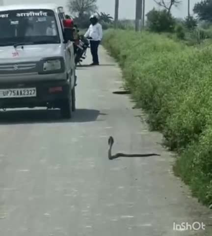औरैया: बरमूपुर नहर पटरी के पास कुछ ही सेकंड में किंग कोबरा को अपने मुँह में दबाकर खींच ले गया नेवला, वीडियो हुआ वायरल