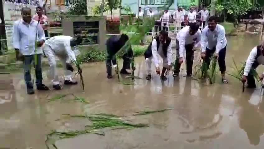 पिंड्रा: पिंडरा तहसील परिसर में जलजमाव होने से परेशान अधिवक्ताओं ने धान की रोपाई कर जताया विरोध #jansamasya