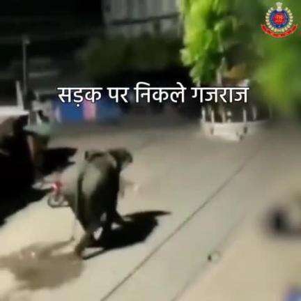 न करें गुस्ताखी
हाथी भी है यातायात नियमों का साथी!

#DelhiPoliceCares #RoadSafety