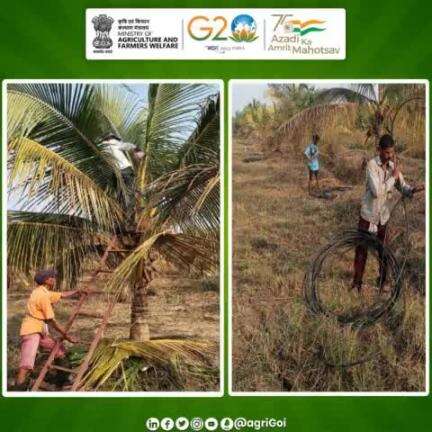 Coconut Development Board, Regional Office, Maharashtra organized activities such as application of #PPC to #coconut palms, #irrigation process, applying of drip lateral pipe line etc. DSP Farm, Maharashtra on 6th December 2022.