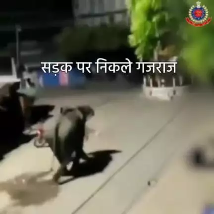 न करें गुस्ताखी
हाथी भी है यातायात नियमों का साथी!

#DelhiPoliceCares #RoadSafety