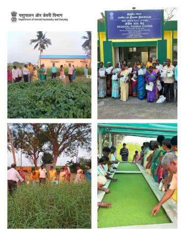 Regional Fodder Station, Chennai, organized a one-day Training Programme on Improved Fodder Production Technology. Thirty progressive dairy farmers from Tiruvallur district participated in the program.
#Regionalfodderstation #fodder