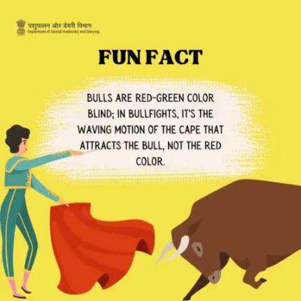 Myth Busted: Bulls Unfazed by  Red in Bullﬁghts Due to Color  Blindness.
#MythBusted #AnimalWelfare #BullfightingTruths