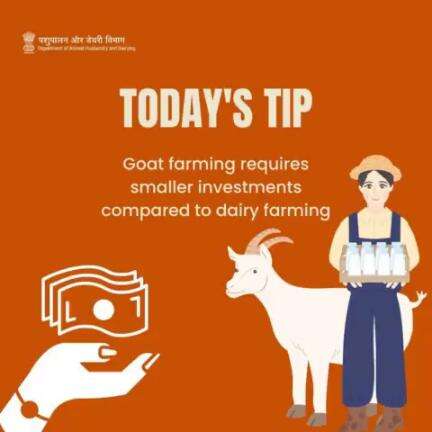 Goat Farming: A Cost-Effective Alternative to Dairy Investment.
#GoatFarming #AlternativeInvestment #SustainableAgriculture #livestockfarming