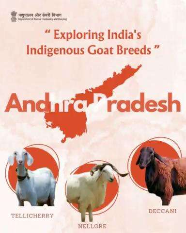 From the lush plains to coastal regions, Andhra Pradesh's goat breeds, including #tellicherry #nellore & Deccani, reflect the state's rich agricultural diversity.
#indiangoats #breeds #goatlife