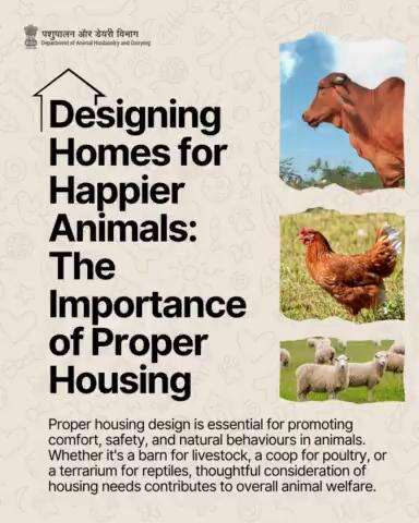 Building Homes for Happy Animals: Designing Spaces that Promote Welfare and Natural Behaviors. #animalwelfare #animalcare #livestockcare #animalhusbandry