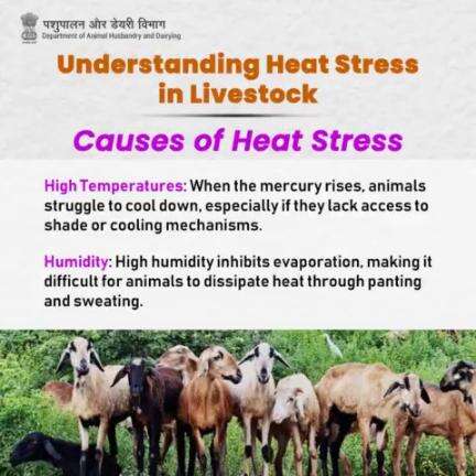 Decoding Heat Stress: Unveiling the Factors Causing Animal Discomfort #livestockHealth #AnimalWealth #AnimalHusbandry #BeatTheHeat #heatstress