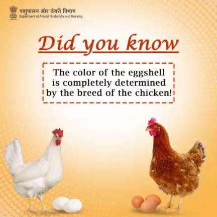 The color of an eggshell is entirely determined by the breed of the chicken! 
 #EggColorTrivi #egg #nutrition