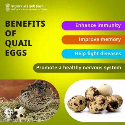 Quail eggs offer a multitude of benefits, including enhancing immunity, improving memory, aiding in disease resistance, and promoting a healthy nervous system. #eggs #quailegg #immunity