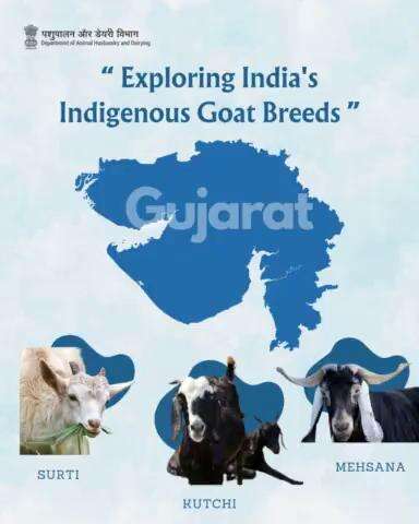 Gujarat's Surti, Kutchi, and Mehsana goats shine bright as gems of livestock diversity, thriving in the state's diverse climatic and cultural landscapes.
#GujaratGoatPride #livestock #GOAT #surtigoat