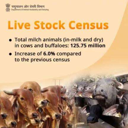 Total milch animals (in-milk and dry) in cows and buffaloes: 125.75 million, marking a 6.0% increase from the previous count.  #LivestockCensus #animalhusbandry #buffaloes