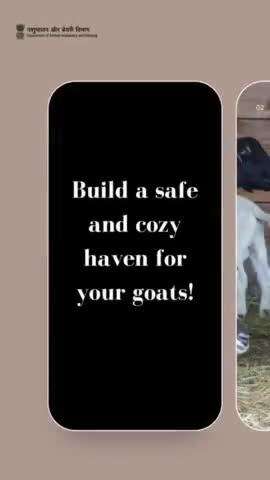 Secure & Snug: Construct a haven for your goats with ample resting space, cleanliness maintenance, and weather protection. 🏠🐐 GoatHaven #livestockcare