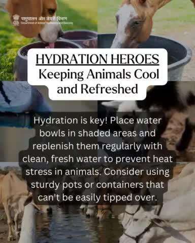 Hydration isn't just important for us—it's vital for our livestock too! Keep those water bowls topped up and placed in shaded spots to keep our pets cool and hydrated. 
#animalwelfare #HydrationIsKey #animalhealth