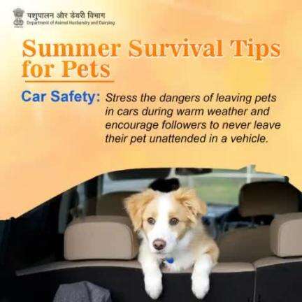 Keep pets cool, keep pets safe. Never leave them alone in a hot car. 
#KeepPetsCool #KeepPetsSafe #heatwaves #beattheheat