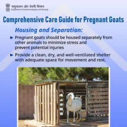 Safe and Sound: Housing pregnant goats separately ensures their well-being, while a clean, dry shelter offers comfort and peace. 🐐✨ #GoatCare #PregnantGoats #LivestockHousing