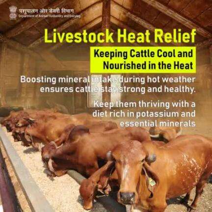 Nourish and Flourish: Keeping cattle cool and resilient with a mineral-rich diet for summer vitality. #LivestockHeatRelief #SummerCattleCare #beattheheat