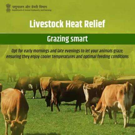 Grazing smart for summer comfort! Choose cooler times like early mornings and late evenings for grazing sessions, keeping your animals happy and healthy. 🌿🐮 #LivestockHeatRelief #SmartGrazing