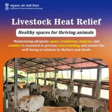 Per veterinary advice, creating spacious, comfortable shelters promotes happier, healthier animals, prioritizing their well-being. #HealthySpacesHappyAnimals #animalwelfare