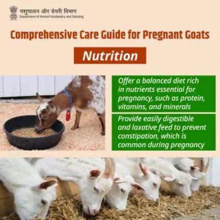 Nourishing Expectations: A balanced diet packed with vital nutrients ensures the health of pregnant goats, while easily digestible feed prevents common pregnancy discomforts.  #PregnantGoatsNutrition #livestockcare