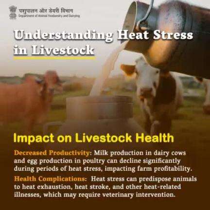 Heat stress hits hard: Livestock suffer reduced productivity and health complications, risking farm profits and animal well-being.
#heatstressawareness #LivestockHealth #animalwellness #beattheheat2024