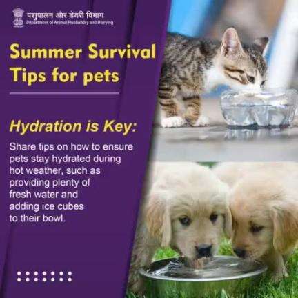 Beat the heat with hydration: Keep your pets cool and refreshed by offering plenty of fresh water and adding ice cubes to their bowl for an extra chill during hot summer days. #heatstressawareness #LivestockHealth #beattheheat