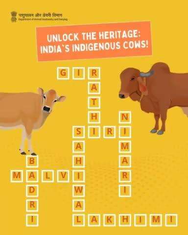 Unravel the Heritage: India's Indigenous Cow Breeds Crossword.
#cattle #livestock #indigenousbreed 
✅ Comment your answer below