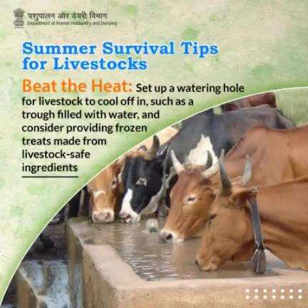 Keep your livestock cool and content during the summer heat by setting up refreshing watering holes and treating them to frozen delights made from safe ingredients! #SummerSurvivalTips #livestockcare