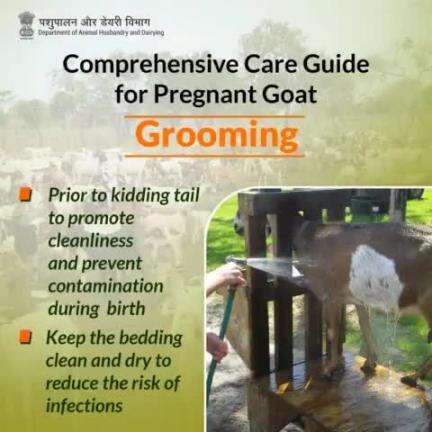 Preparedness and Cleanliness: Grooming pregnant goats with trimmed tails reduces contamination risks during birth, while clean, dry bedding minimizes infection risks for both mother and newborn.  #PregnantGoats #Grooming #LivestockHealth