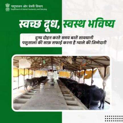 सुरक्षित दुग्ध उत्पादन के लिए दुग्ध दोहन करते समय सावधानी बरतें । पशुशाला की साफ़-सफाई करने के बाद दूध दोहन की प्रक्रिया की शुरुआत करें । #SafeMilkProduction #livestockcare #animalcare