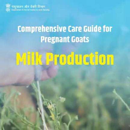 Preparing for Kidding: Ensure a smooth transition by gradually drying off a milk-producing goat before kidding, reducing feed to prepare the udder, and promoting a healthy delivery. 🥛🐐 #MilkProduction #PregnantGoats #LivestockCare