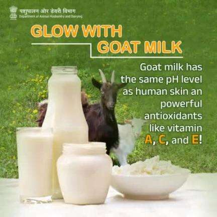 Get Your Glow On with Goat Milk: Nature's Perfect Match for Radiant Skin!
#GlowWithGoatMilk  #NaturalBeauty #SkincareRoutine
#GoatMilkBenefits