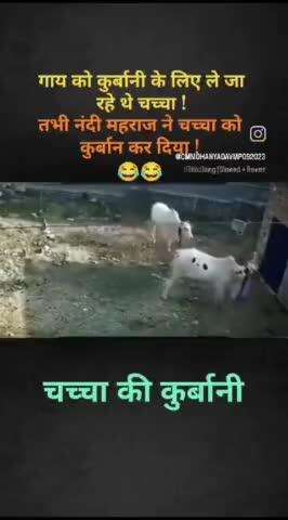 गाय को कुर्बानी के लिए ले जा रहे थे चच्चा #viral #viralvideos #reels #trendingreels #bycott