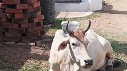 गौ माता का दुलार।🚩🚩 #gaumata #gauseva #Gaurakshak #hindu #kattarhindu #siddhanttripathisanatani