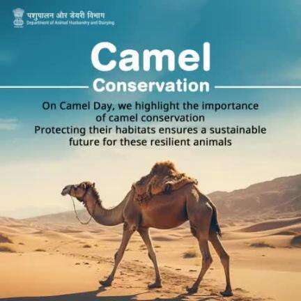 Protecting camels means protecting our planet's biodiversity. Let's stand together for camel conservation this Camel Day. #Camelday #Camel #DesertLifeline #CamelCulture