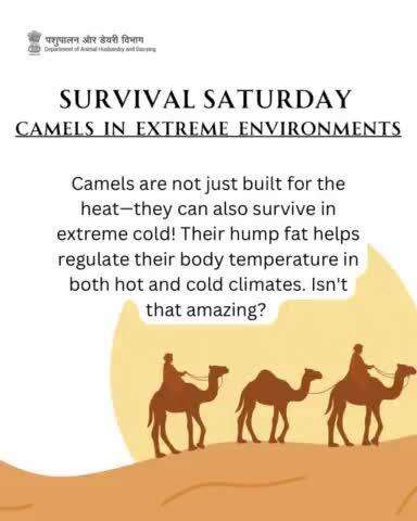 Survival Saturday celebrates the adaptability of camels! Did you know they thrive in both scorching deserts and freezing cold climates? 
#worldcamelday #Camel #DesertLifeline #CamelCulture