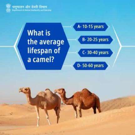 Test your camel knowledge with our quiz!
Are you a camel connoisseur?
#WorldCamelday #Camel #DesertLifeline #CamelCulture