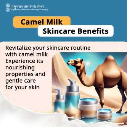 Glow naturally with camel milk skincare! Say hello to radiant skin with this desert beauty secret. 
#Camel #DesertLifeline #CamelCulture