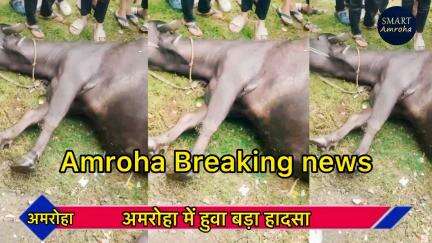 10  भेसों की हुई मोत “amroha “ में हुवा बड़ा हादसा “ Amroha short circuit 


#smartamroha #amroha_news #barekingnews