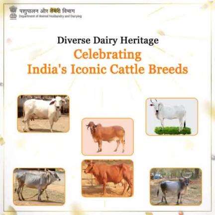 Preserving Tradition, Nurturing Diversity: Honoring India's Esteemed Cattle Breeds #cattlebreed #livestock