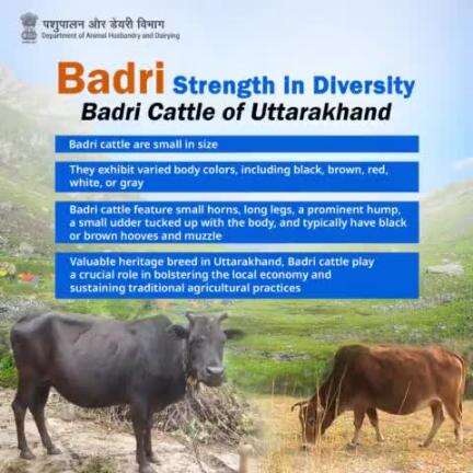 Badri Cattle: Guardians of Diversity in Uttarakhand. Embracing vibrant hues and unique traits, these heritage breeds are the backbone of tradition and sustainability.  #cattle #livestock #Badri