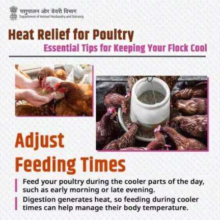 Time Your Feedings: Feed your flock in the cooler parts of the day to minimize heat generated from digestion 
#PoultryCare #HeatStress #summertips #poultryhealth