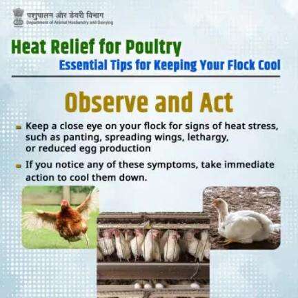 Stay Vigilant: Monitor your birds closely for signs of heat stress and take prompt action to keep them cool and comfortable. 
#PoultryCare #HeatStress #summertips #poultryhealth