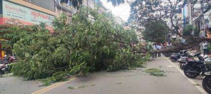 Slow-moving traffic due to tree fallen at 27th main road Parangipalya towards IDC hotel, Kindly co-operate.